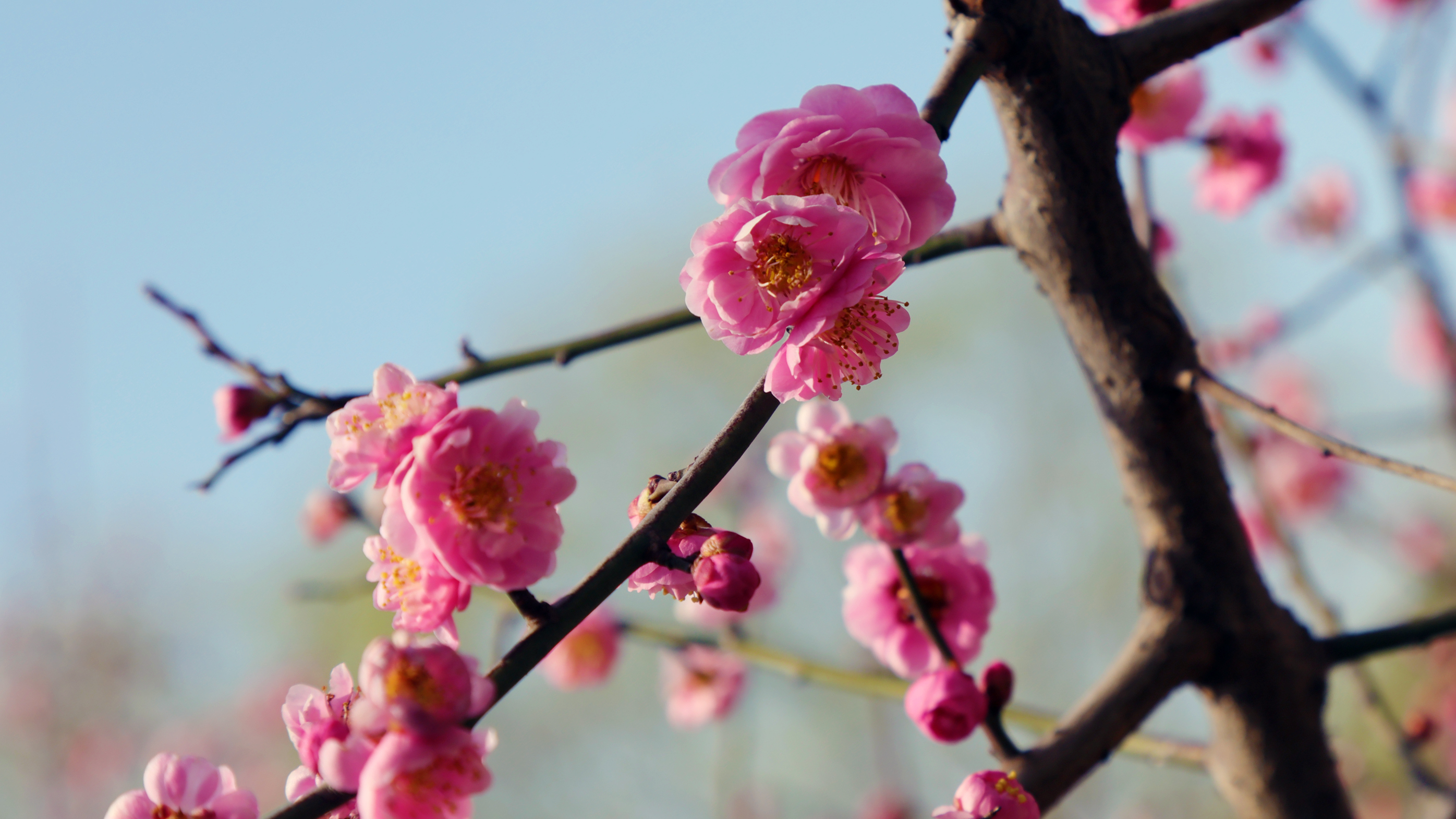 光影· 桃红李白 今日春分